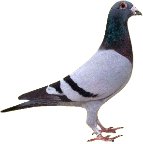 BR-0028041-1987.png